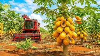 How Farmers Harvest Millions Of Tons Of Papayas - Awesome Papaya Cultivation Technology