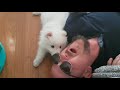 Our first month with our Japanese Spitz puppy, Kumo. の動画、YouTube動画。