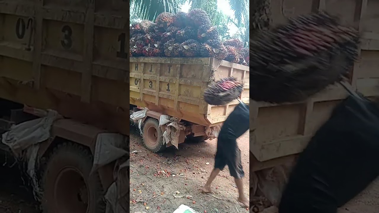 uji mental bm /peloding dengan buah berbobot 50-70 kg