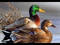 Beautiful Bass lake, ducks swim and beautiful saxophone music / Kрасивое oзеро, утки и  музыка