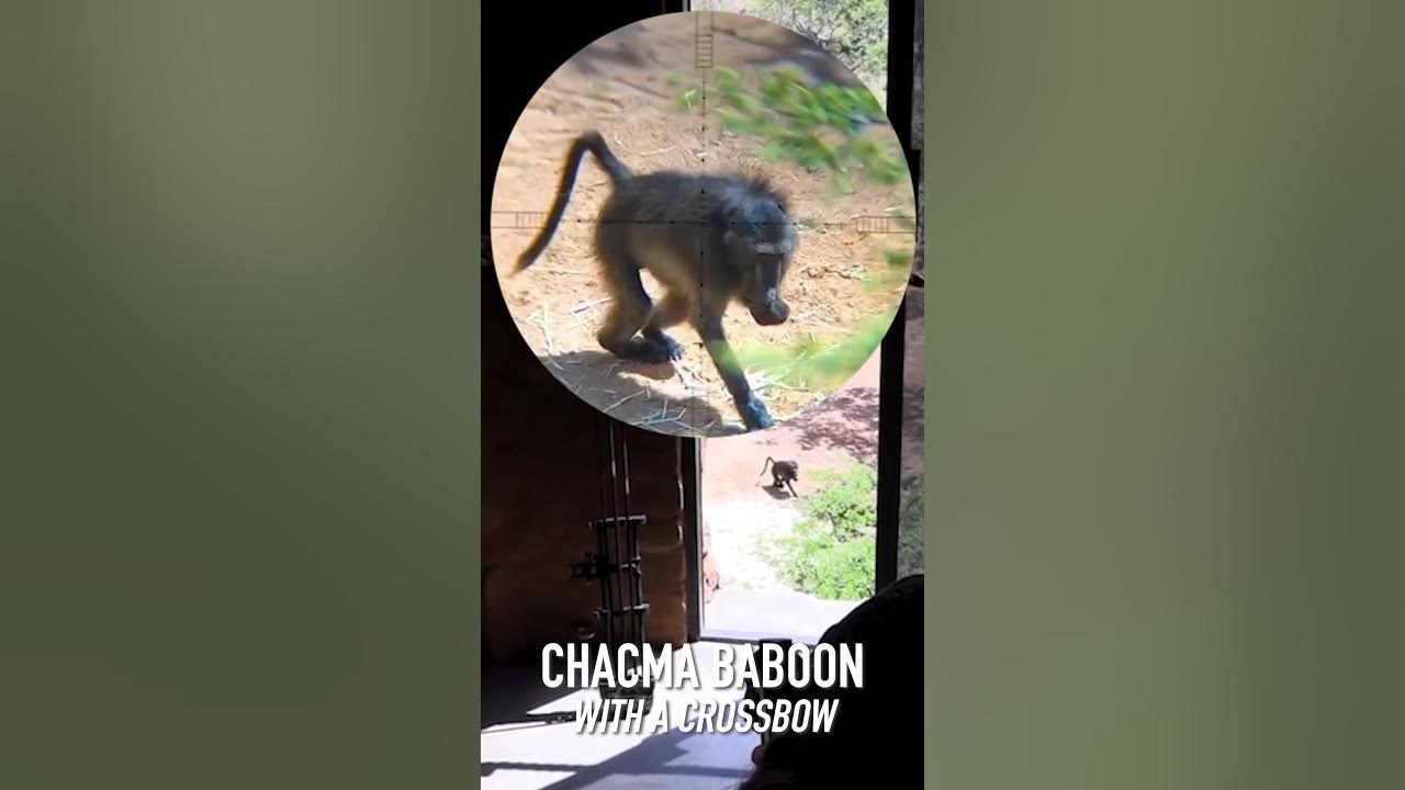Baboon Hunt with a Crossbow🐒🏹 hunting crossbow baboon YouTube