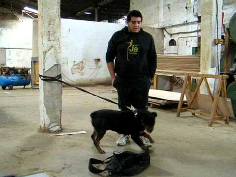 chiot pitbull dressage Tanger - Attack - Protection | Doovi chiot pitbull dressage Tanger - Attack - Protection | Doovi