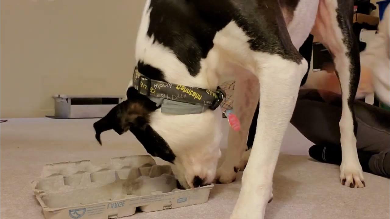 Enrichment Essentials Egg Carton Tower YouTube