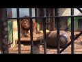 おびひろ動物園 ライオンヤマト 2018年スタート の動画、YouTube動画。