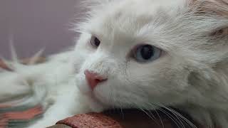 Cat videos ❤| Cats Funny videos | Cute cats #trending#video #viral #shorts #cat #shortvideo
