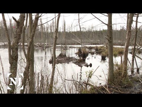 Video: Atlantic White Cedar Info - Атлантикалык ак кедар дарактарын кантип өстүрүү керек