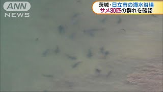 茨城県の海水浴場に約30匹のサメの群れ　ヘリが発見(17/07/20)