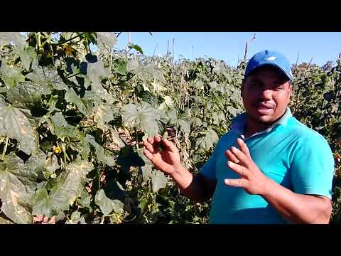 Vídeo: Mofo Preto De Folhas De Pepino