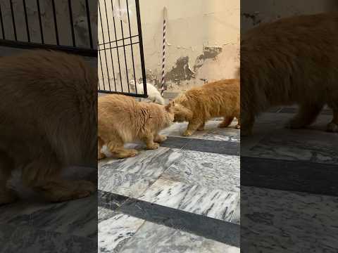 #catvideos #petnation #kitten