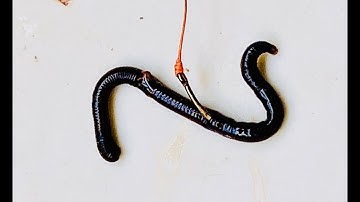 How To Hook a Worms - Fishing Bait - Cách móc mồi giun
