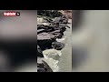 Faller - så kommer krokodillen