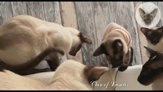All life is a game 😊👍😊 playful cats | oriental cats | cat family 😊 by Clan of Lumier 216 views 2 days ago 1 minute, 7 seconds