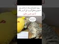 في منتصف الليل أنا والإندومي أعمق من أي علاقة Shorts Funny Viral Memes ضحك في منتصف الليل أنا والإندومي أعمق من أي علاقة Shorts Funny Viral Memes ضحك
