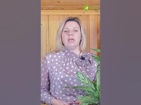 Используйте янтарную кислоту для растений! #антоновсад #грунтдлярассады ...