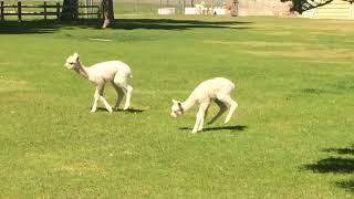 Baby Alpacas playing and bouncing around