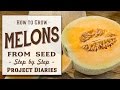 ★ How to: Grow Melons from Seed (A Step by Step Guide)