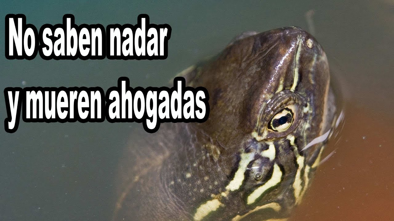 La Chinemys Reevesii No Sabe Nadar - YouTube
