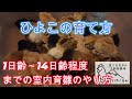 誰でもできるひよこの育て方、1日齢～14日齢程度までの室内育雛【解説動画】