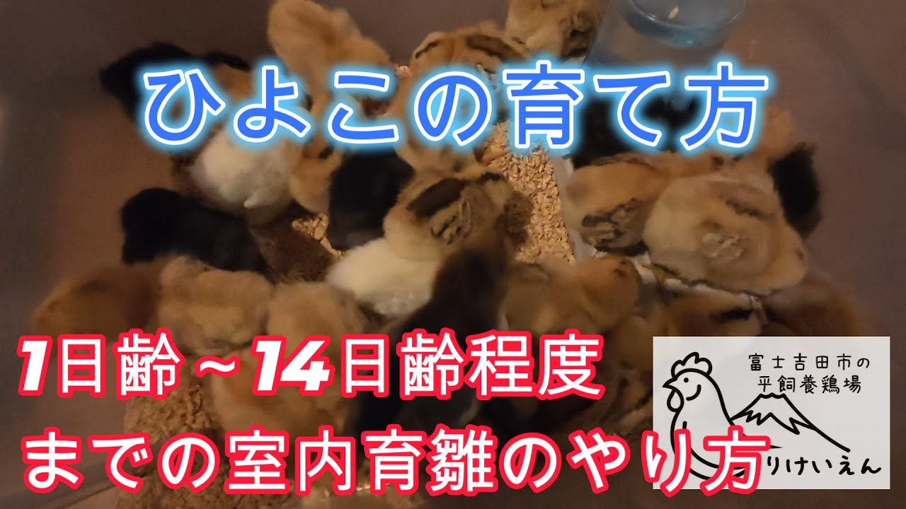 誰でもできるひよこの育て方、1日齢～14日齢程度までの室内育雛【解説動画】