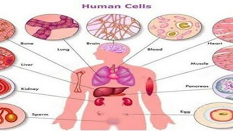 ऊतक |  LT GRADE Home science