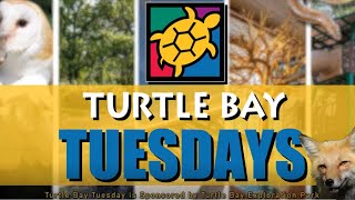 Blossom The Skunk Takes The Stage On Turtle Bay Tuesday