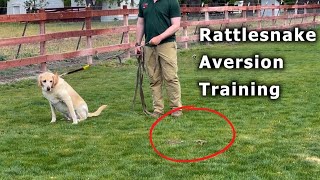 SNAKE!!! How you can keep your dogs safe | Rattlesnake Aversion Training
