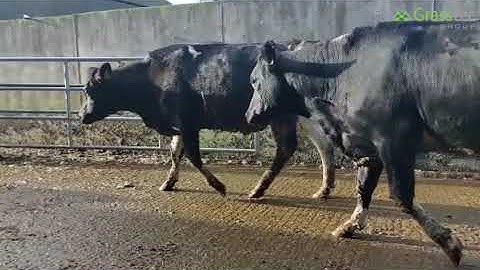 ONE OF THE HIGHEST MILK SOLIDS OUTPUT HERDS ON A GRASS BASED SYSTEM!