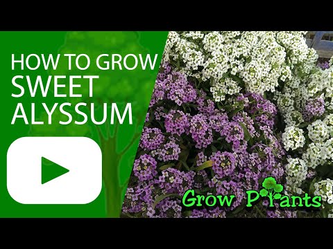 How to grow Sweet alyssum (Edible leaves & flowers)