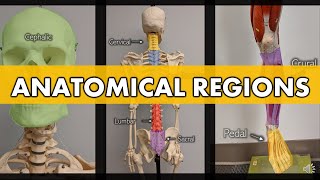 Anatomical Regions