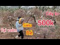 đào 500k to khủng xuất tại vườn 40 cây to rẻ cho chủ buôn hậu Lộc