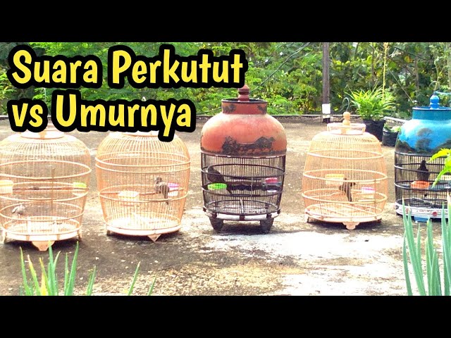 Tahapan suara perkutut | Perkutut Lokal class=