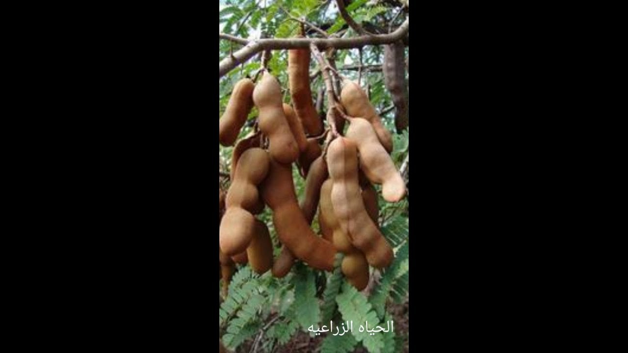 طريقة زراعة التمر الهندي من البذور في المنزل Cultivation of tamarind from seeds at home