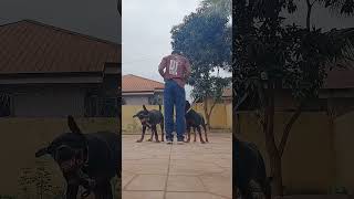 Meet Rottweilers Benji and Luka