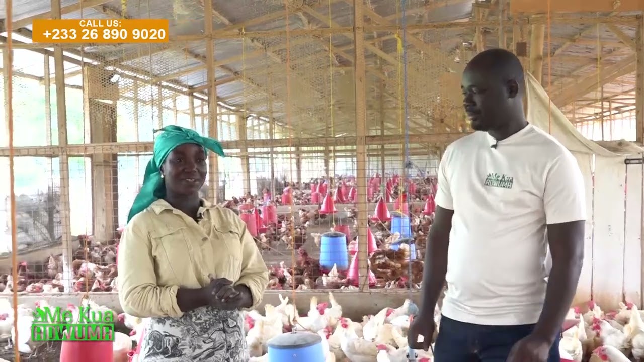 From a Fried Egg seller to becoming a giant poultry farmer, the inspiring story of Akosua Tiwaah