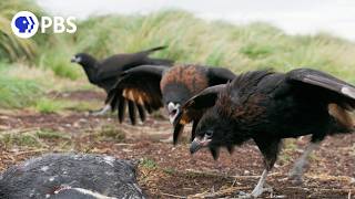 Why Young Caracaras Form Gangs