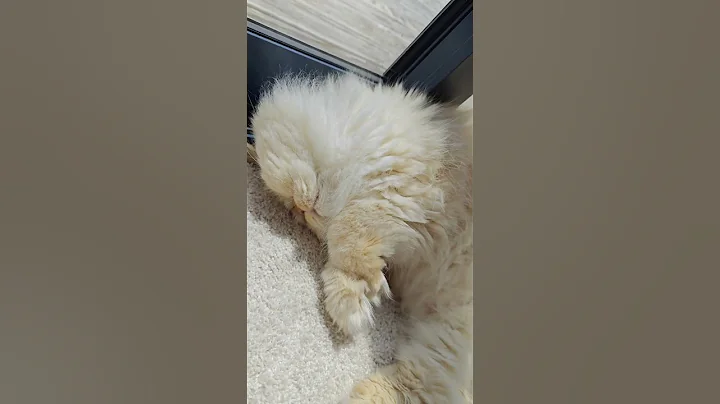 Watch the video about Cute Persian Cat ❤️