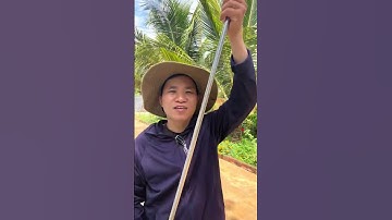 Kéo cắt tỉa cành trên cao cực kì tiện lợi