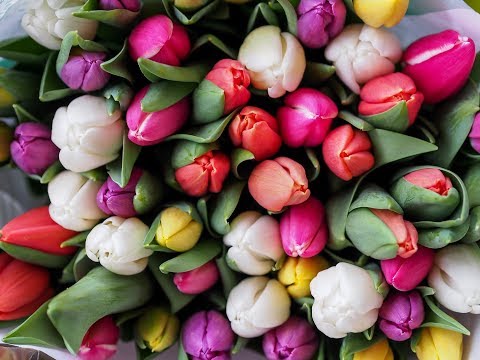 Video: Hoe verzorg je tulpen bij Walmart?