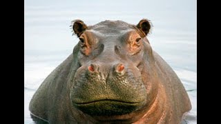 0175 Fiction Review: The Hippopotamus by Stephen Fry
