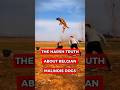 The HARSH Truth About Belgian Malinois Dogs# Belgian malanosie