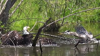 Big Bird gets beat up by Bald Eagles and the Canadian Geese come to watch