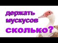 Как часто обновлять племя  мускусных уток? Ответы на Часто Задаваемые Вопросы