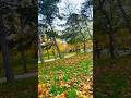 Autumn 🍂 in 🇫🇷 #art #travel #parisroad #india #ytshorts #france #shortsfeed #shorts #fypシ #fyp