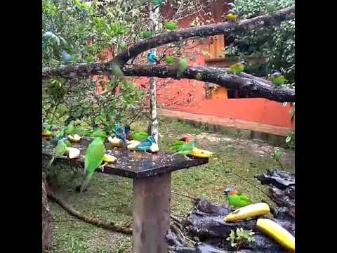 Chuva, frio e muitas sairás... 