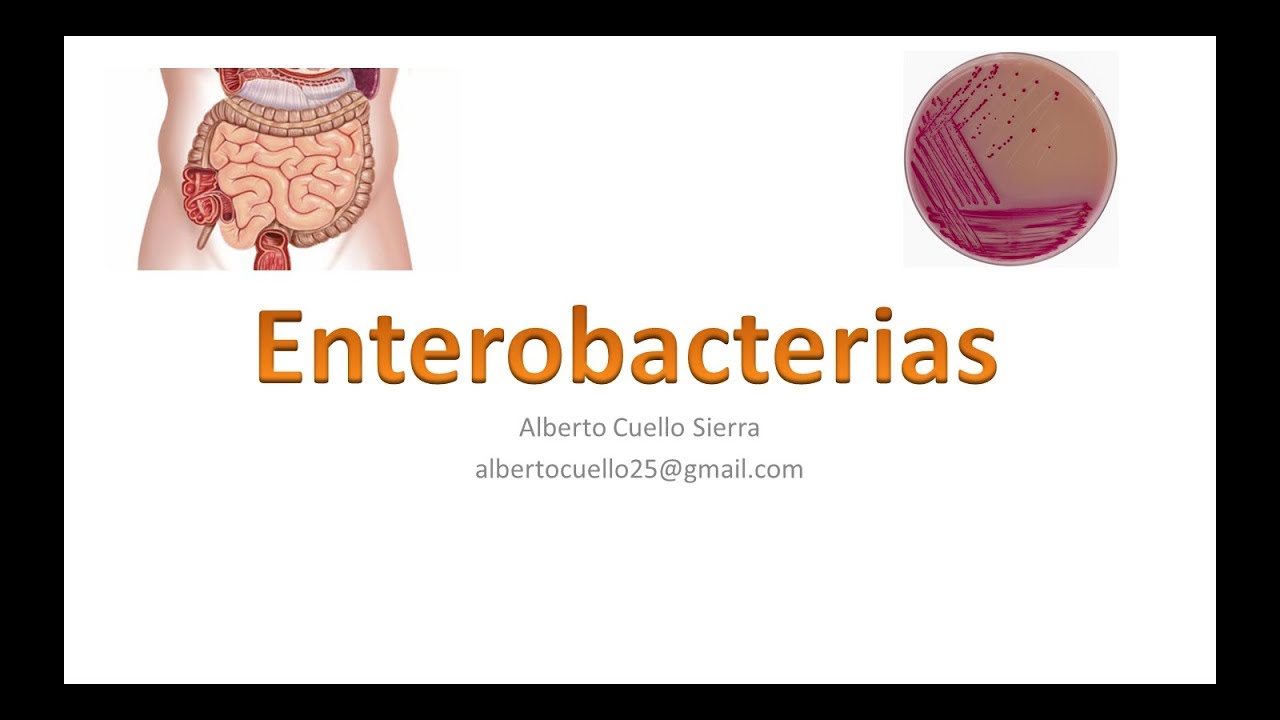 bacterii lactozo pozitive papilloma invertito fossa nasale