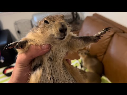 Why I Ate My Prairie Dog (Apology Video)