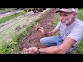 TIPS on GROWING Sweet POTATOES