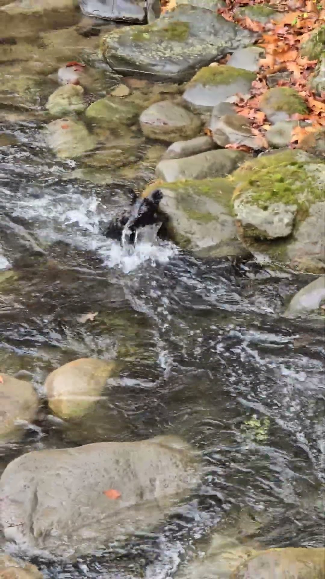 Baby Bear Leaps Across Babbling Brook || ViralHog