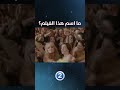 ما اسم هذا الفيلم ما اسم هذا الفيلم