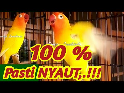 Lovebird Bisu bisa Gacor Seketika, Pancingan Suara Lovebird Sangar, Bikin Lawan Langsung Nyaut